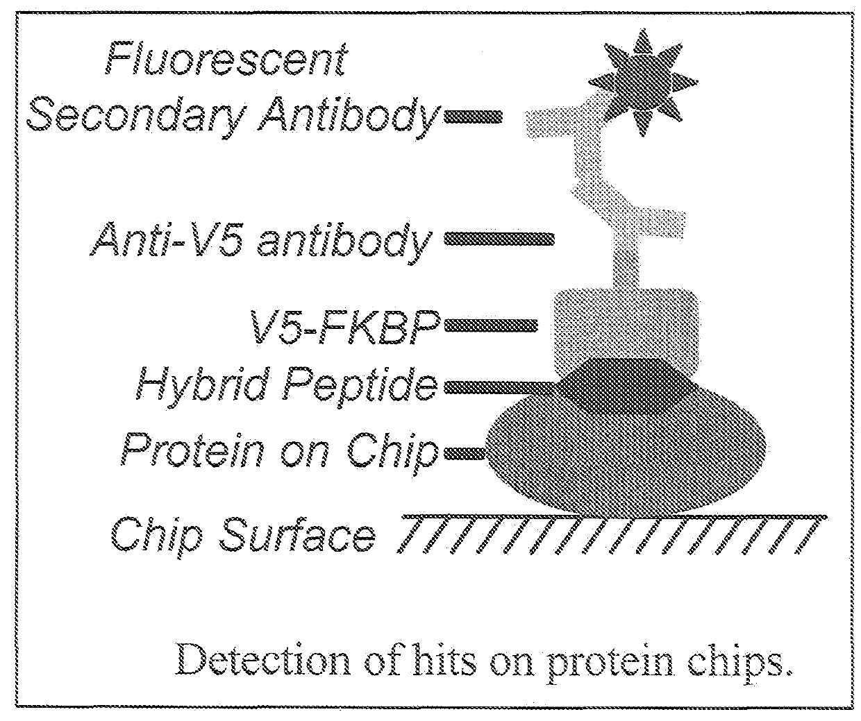 Hybrid cyclic libraries and screens thereof