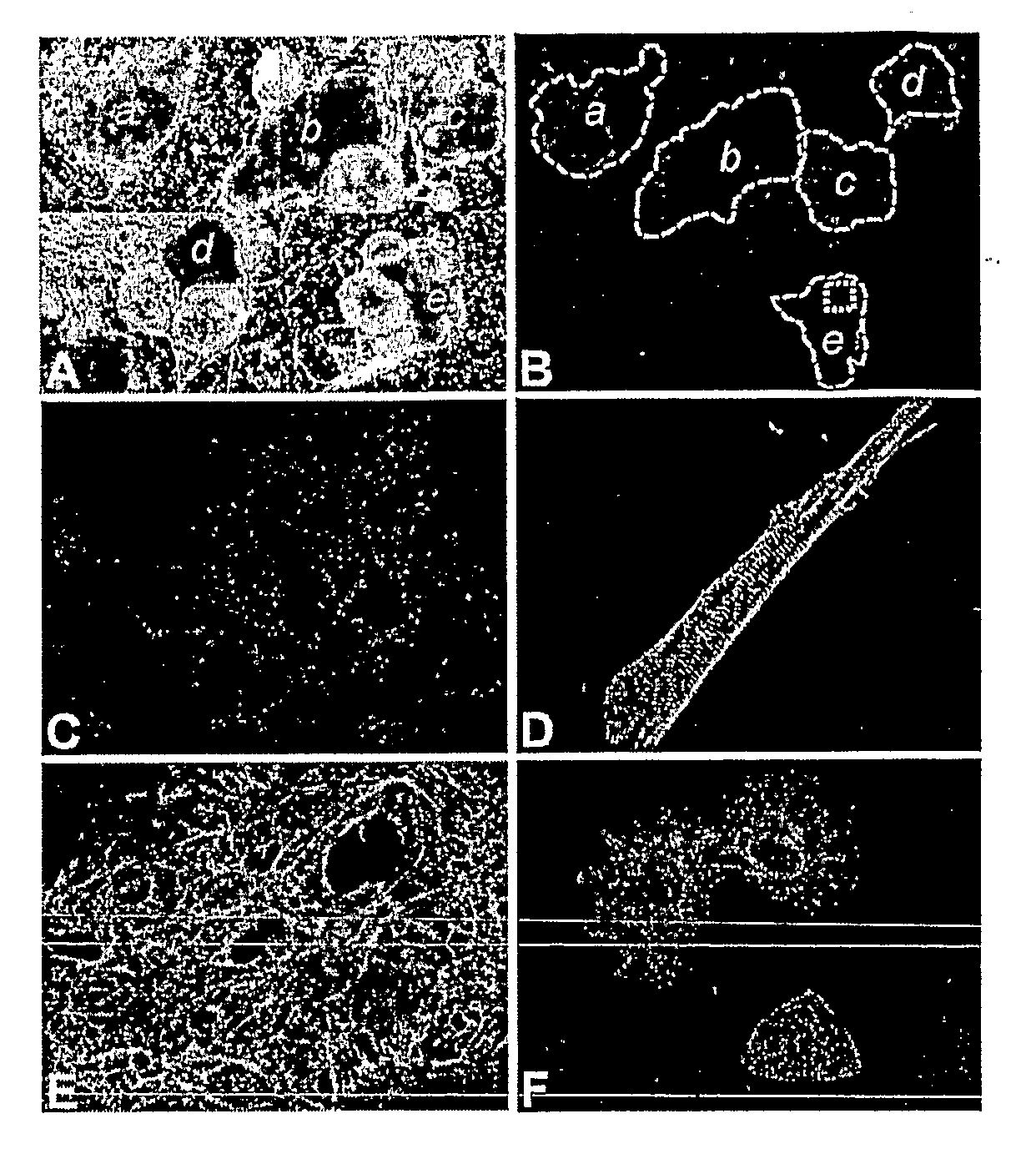 Differentiation of Human Embryonic Stem Cells and Cardiomyocytes and Cardiomyocyte Progenitors Derived Therefrom