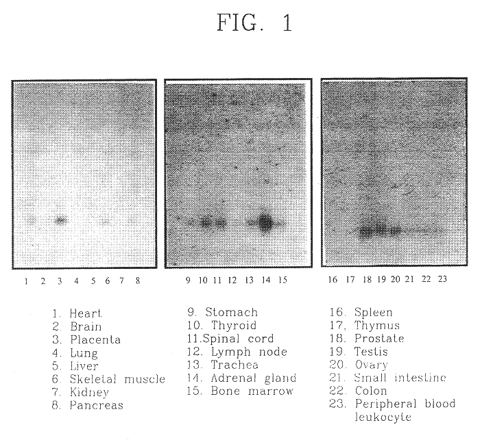 Cell growth inhibiting and cell differentiation specific SYG972 gene, genomic DNA and promoter thereof