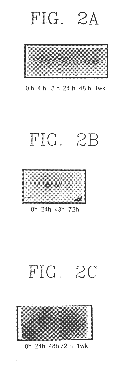 Cell growth inhibiting and cell differentiation specific SYG972 gene, genomic DNA and promoter thereof