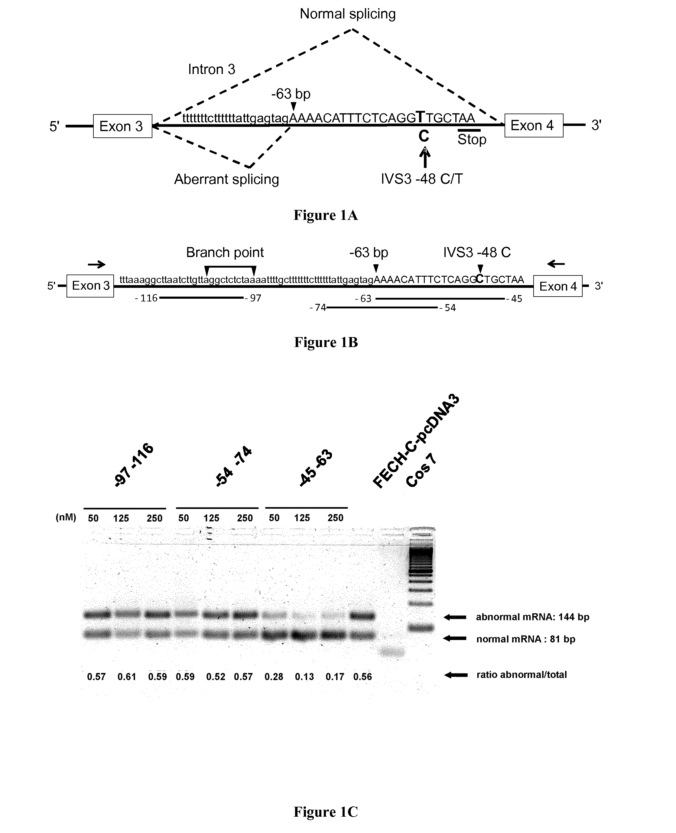 Methods and pharmaceutical compositions for the treatment of erythropoietic protoporphyria