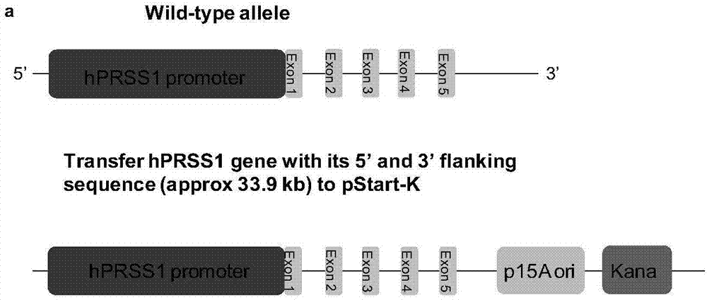 Construction method of mouse model simulating human acute pancreatitis