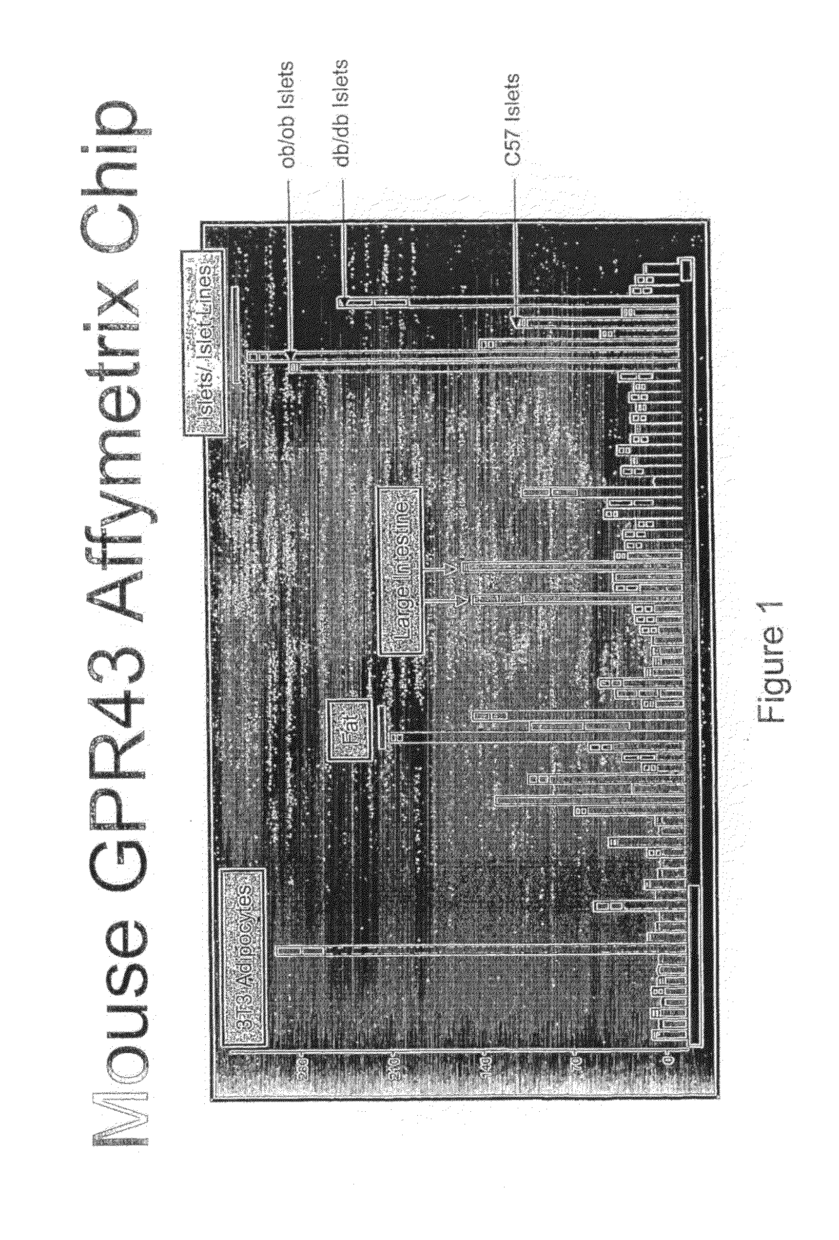 Gpr43 and modulators thereof for the treatment of metabolic-related disorders