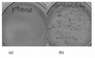 Recombined pichia pastoris strain for commonly expressing glucamylase and alpha-amylase and construction method thereof as well as mixed enzyme preparation