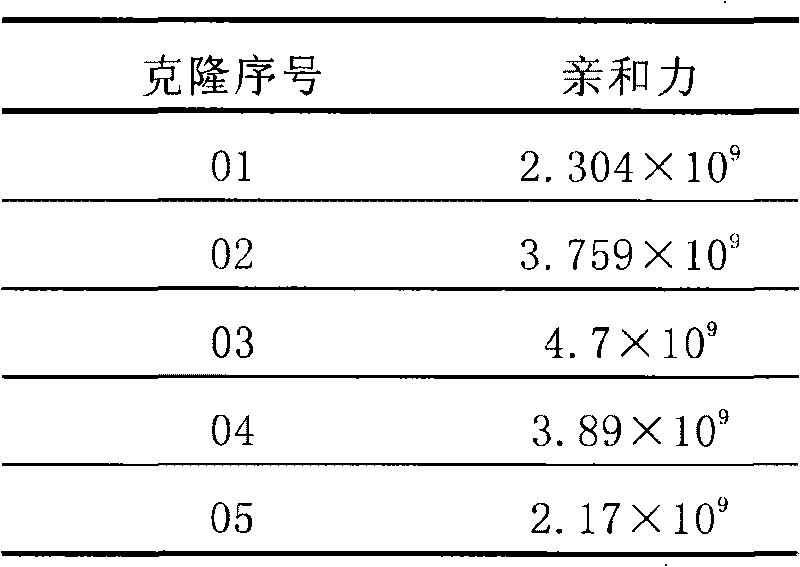 Mouse monoclonal antibody cell strain for resisting amoxicillin and ampicillin