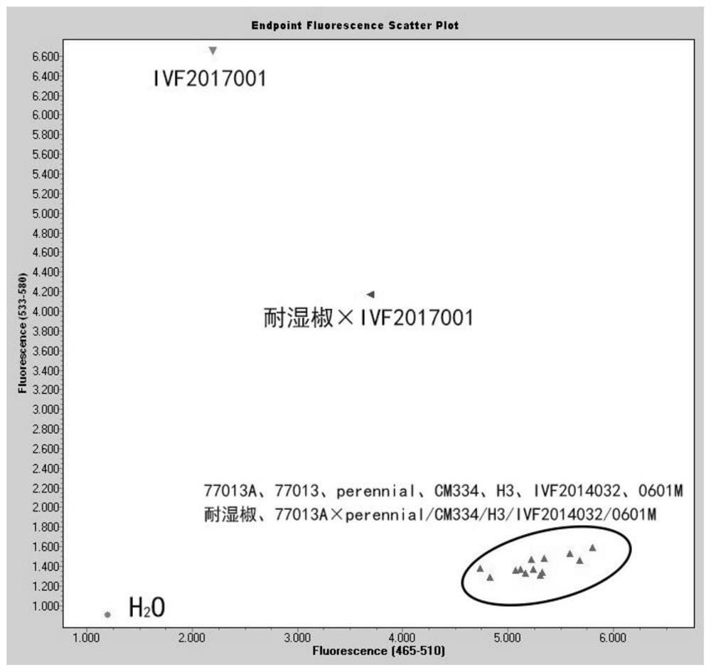 Mononucleotide mutation and KASP specific primer of pepper phytoene synthase gene and application