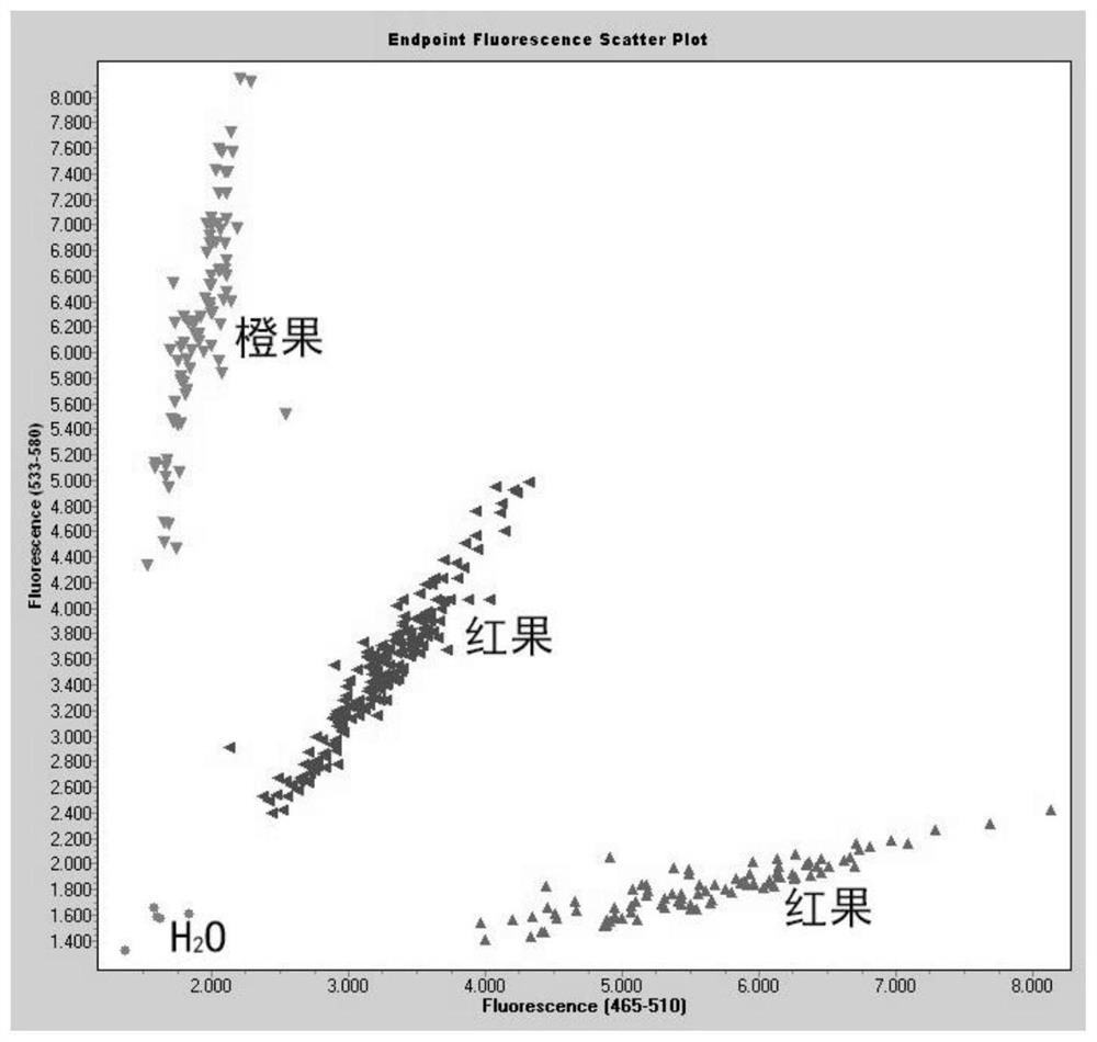 Mononucleotide mutation and KASP specific primer of pepper phytoene synthase gene and application