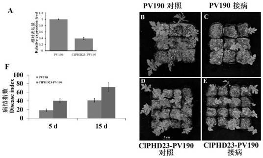 A fusarium wilt resistant phd transcription factor clphd23, its gene, expression vector, transformant and application