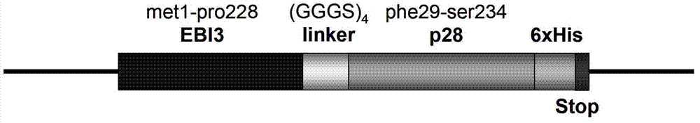 Murine IL-27 recombinant protein eukaryotic expression vector and construction method