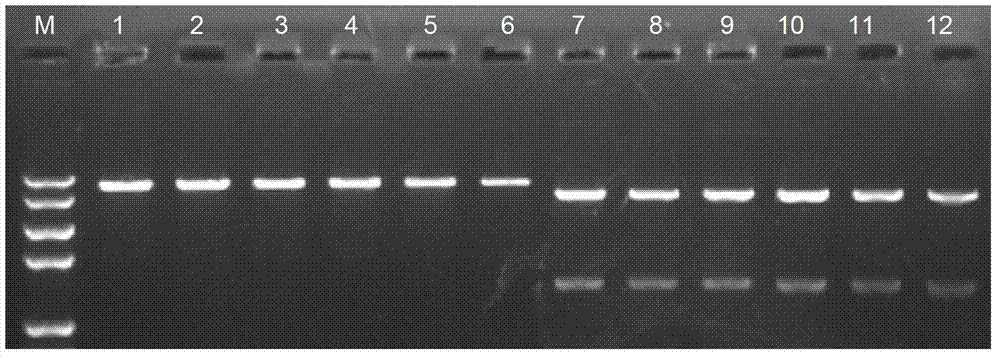 Murine IL-27 recombinant protein eukaryotic expression vector and construction method