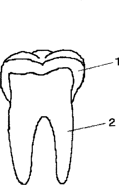 Tooth for dental arch model and manufacturing method thereof