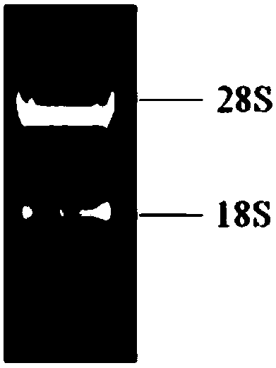 Preparation method of protein chip used for screening lung cancer