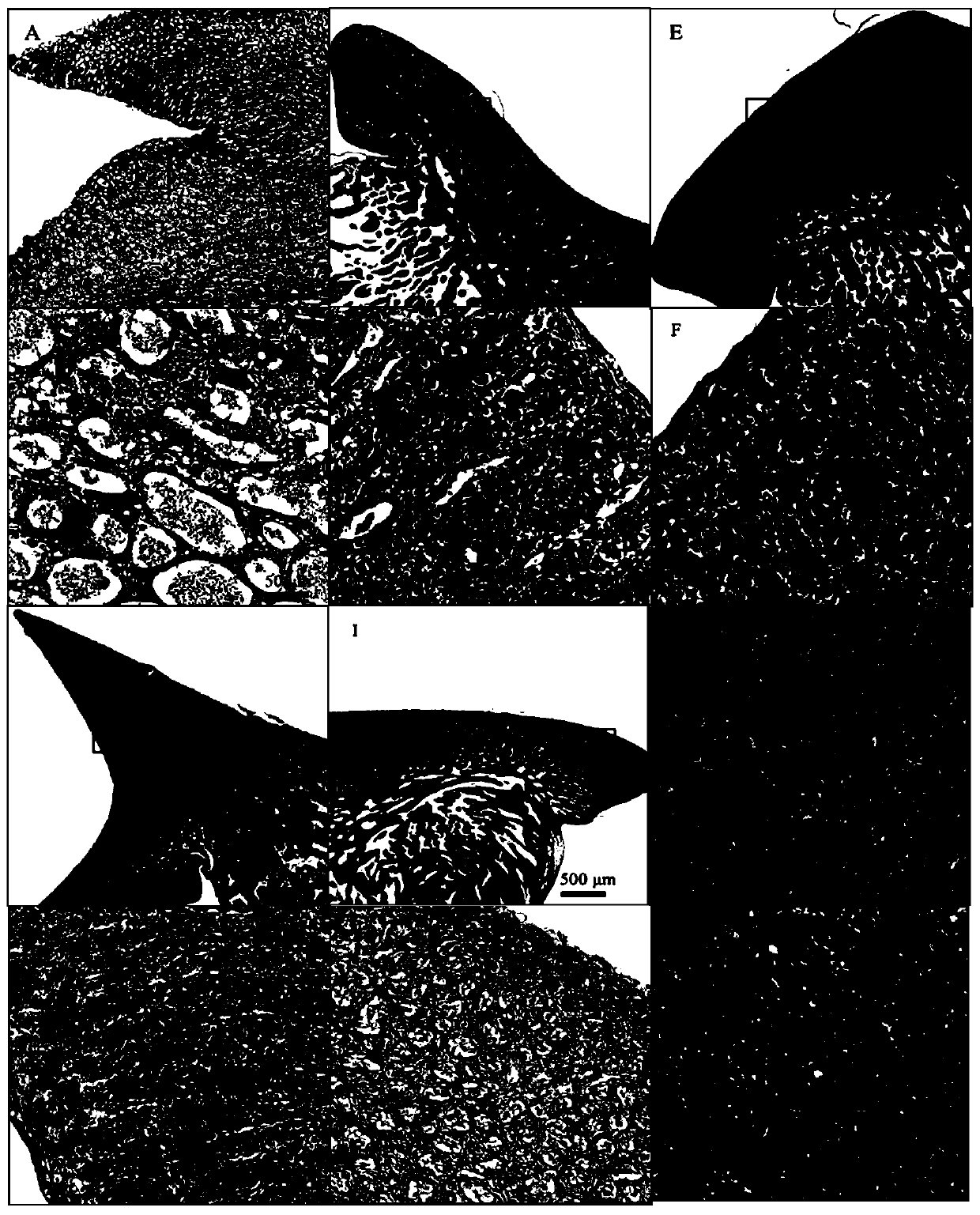 Method for promoting apoptosis of testis germ cells of bastard halibuts