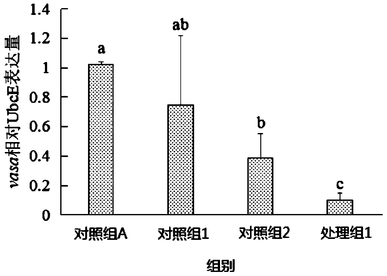 Method for promoting apoptosis of testis germ cells of bastard halibuts