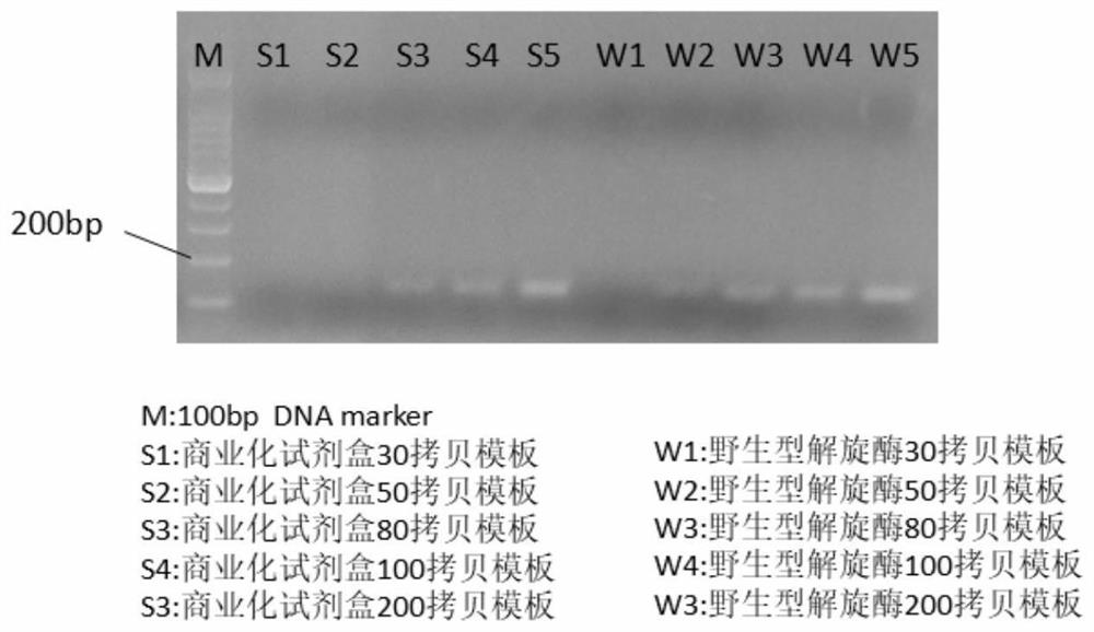 Mutated motor protein, application of mutated motor protein and kit comprising mutated motor protein