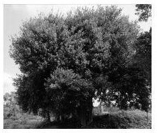 A kind of magpie kidney tree seedling raising and afforestation technology