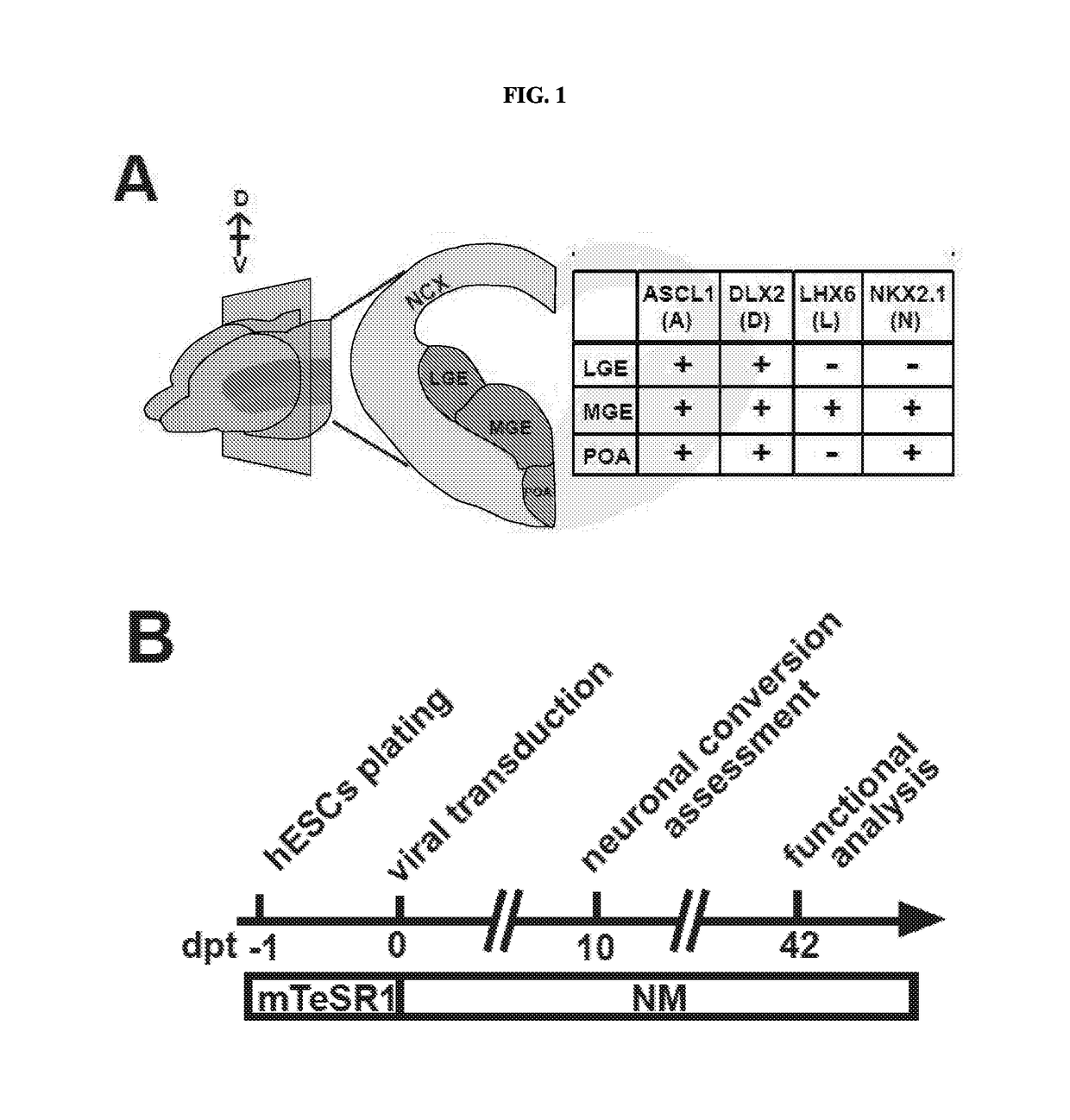 Generation of functional cells from stem cells