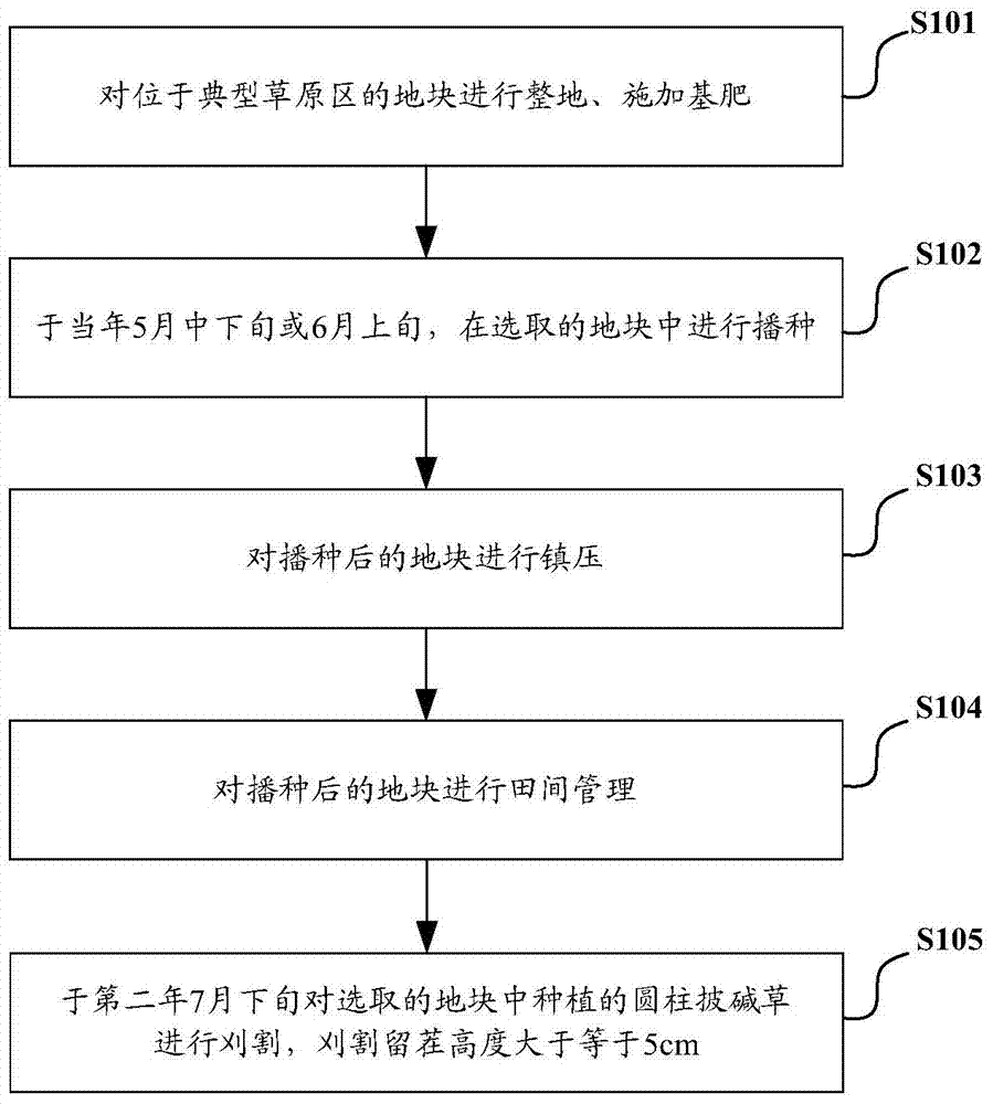 Method for planting elymus cylindricus under typical grassland rain-fed conditions