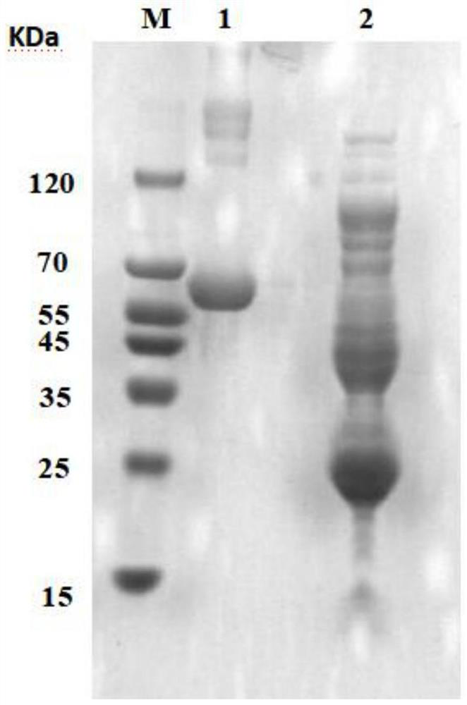Method for fermenting recombinant protein by micro-aerobic induction of escherichia coli