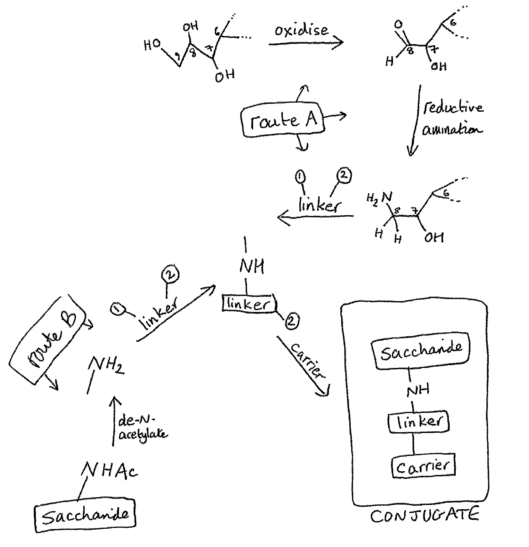 Conjugation of streptococcal capsular saccharides