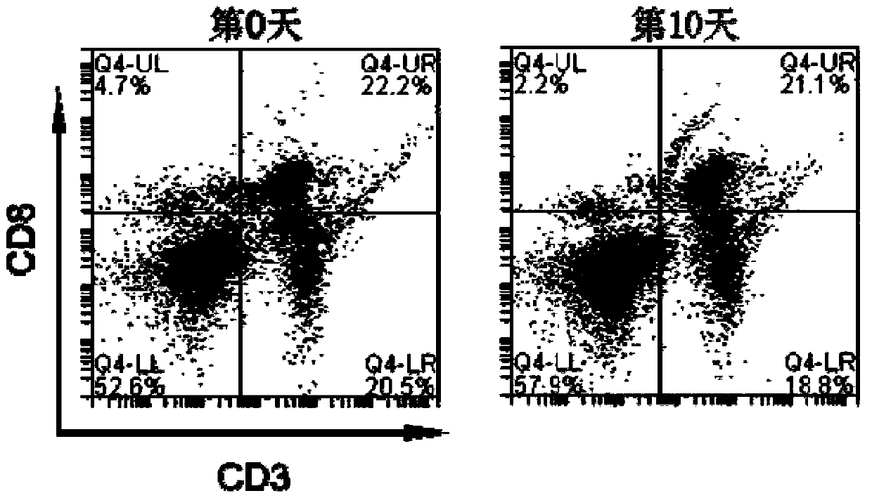 A sample preparation kit for detecting molecules on the membrane surface of pig peripheral blood and spleen lymphocytes and its preparation method