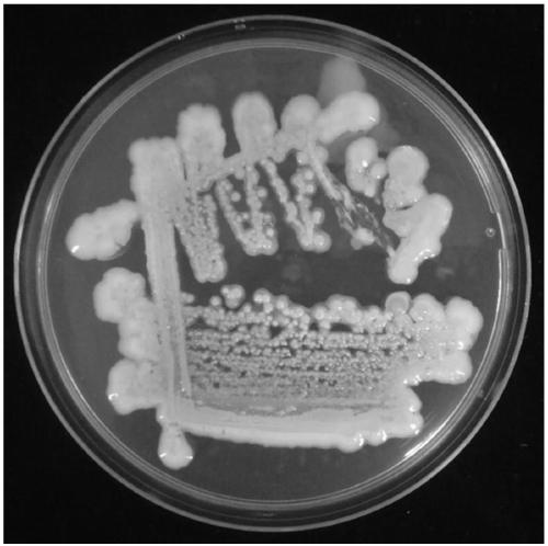 Paenibacillus elgii strain for producing polysaccharide with effect of after-sun repair and application of paenibacillus elgii strain