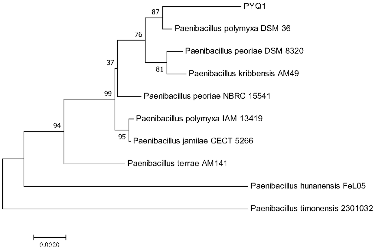 Paenibacillus elgii strain for producing polysaccharide with effect of after-sun repair and application of paenibacillus elgii strain