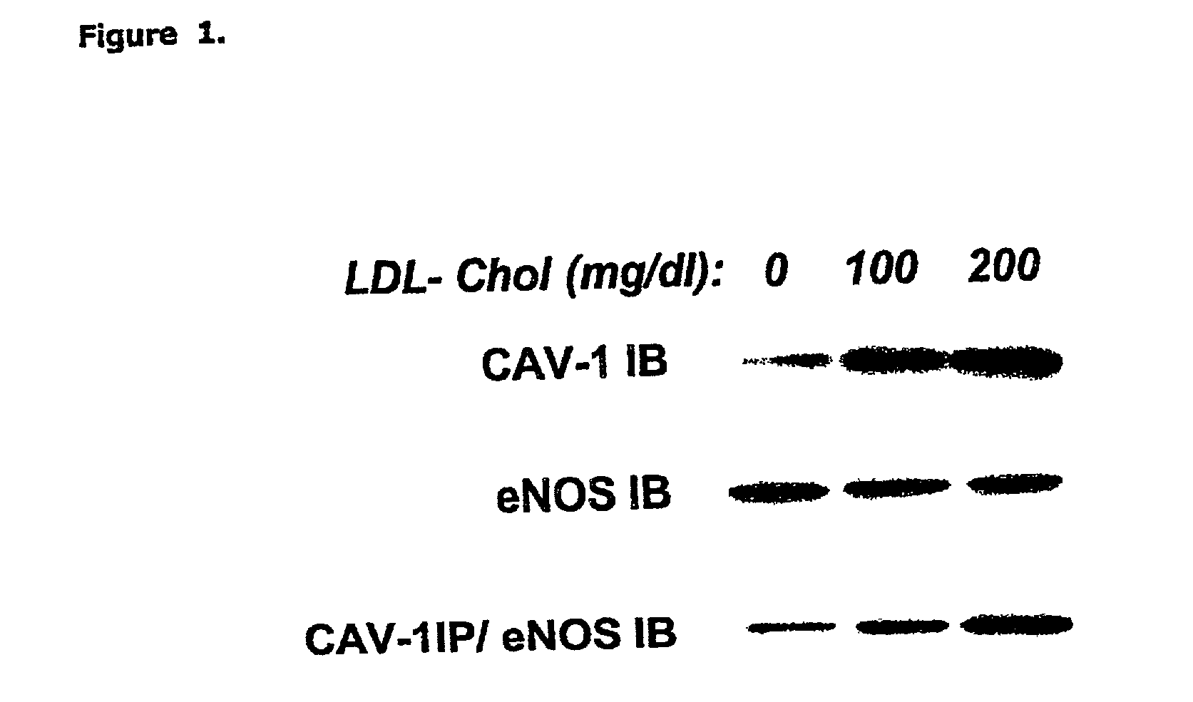 Novel pharmaceutical compositions for modulating angiogenesis