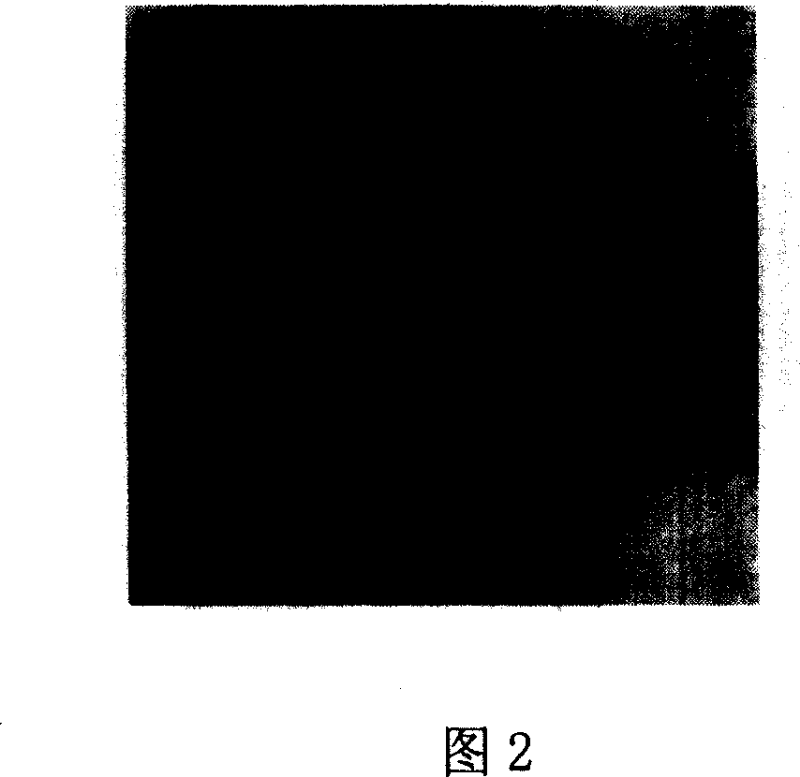 Toxicity T cell position vaccine of the cell for treating Hepatitis B and the preparing method