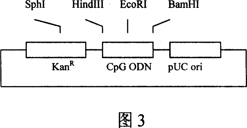 Toxicity T cell position vaccine of the cell for treating Hepatitis B and the preparing method