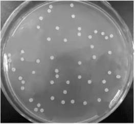 Bacillus subtilis viable count medium, diluent and viable count method