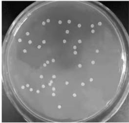 Bacillus subtilis viable count medium, diluent and viable count method