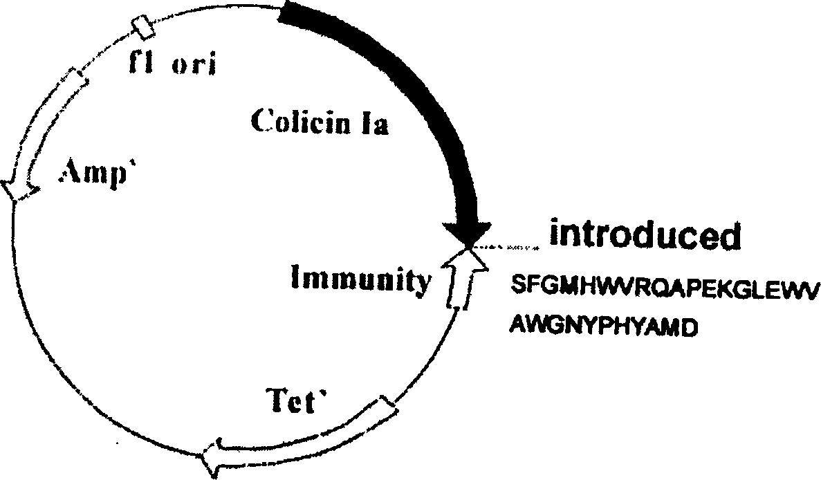 Anti EB virus resulted tumour polypeptide, and its use and preparing method