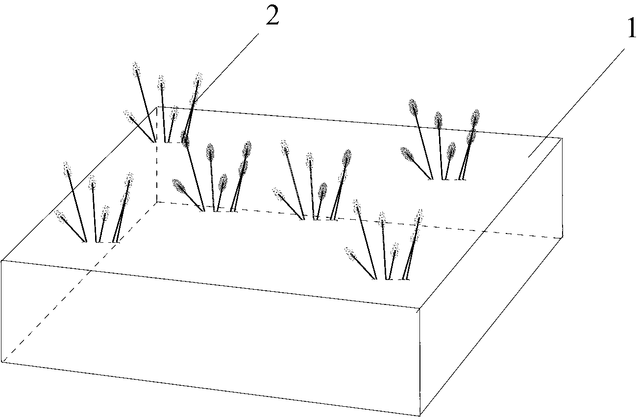 Method for repairing organic substance polluted water body by using typha minima