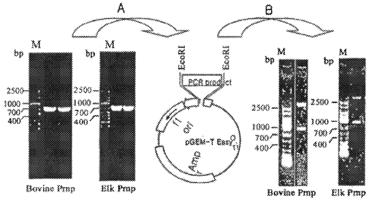 Method of preparing cells susceptible to transmissible spongiform encephalopathy and the creation of TSE persistently infected cells