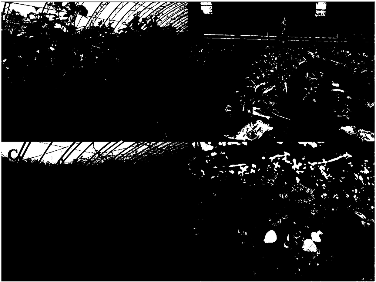 Disease-resistant and pest-resistant culture substrate based on agricultural wastes and preparation method thereof