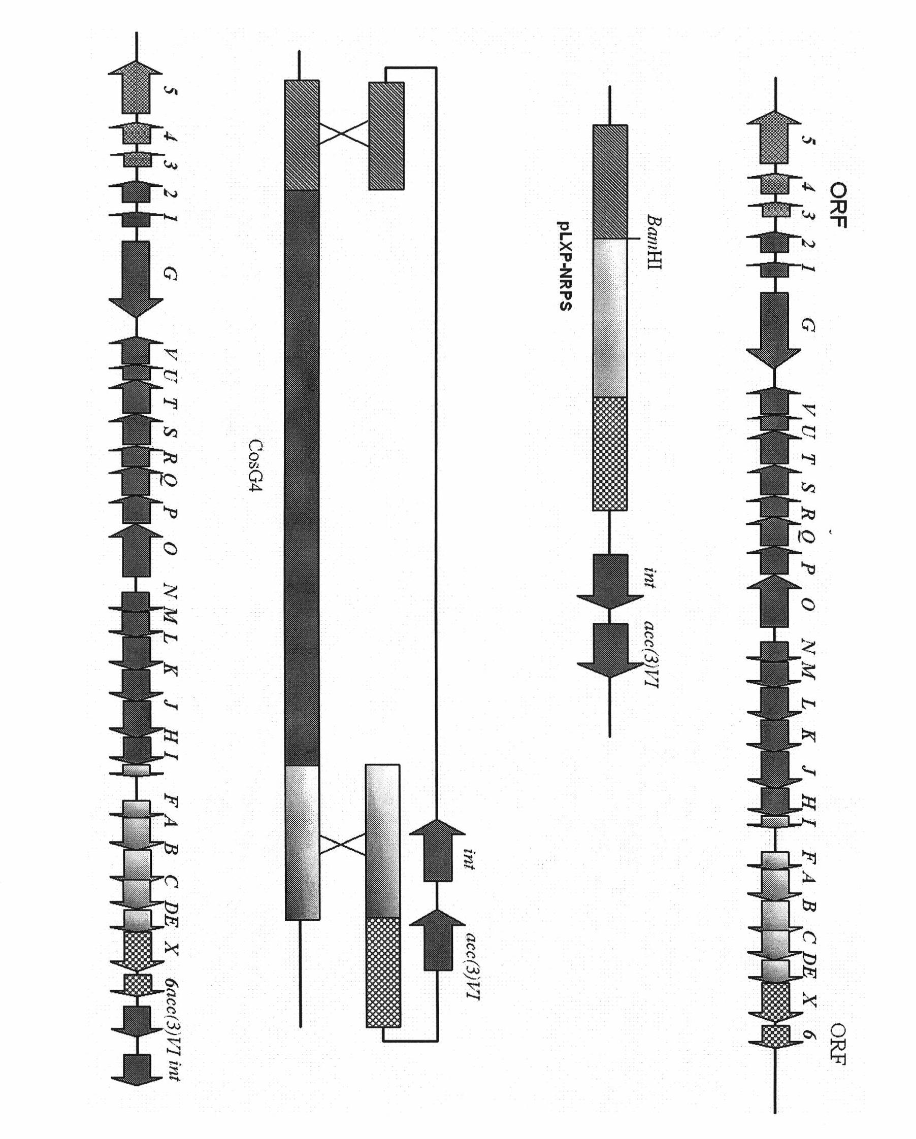 Recombinant streptomyces ansochromogenes, preparation method thereof and use thereof