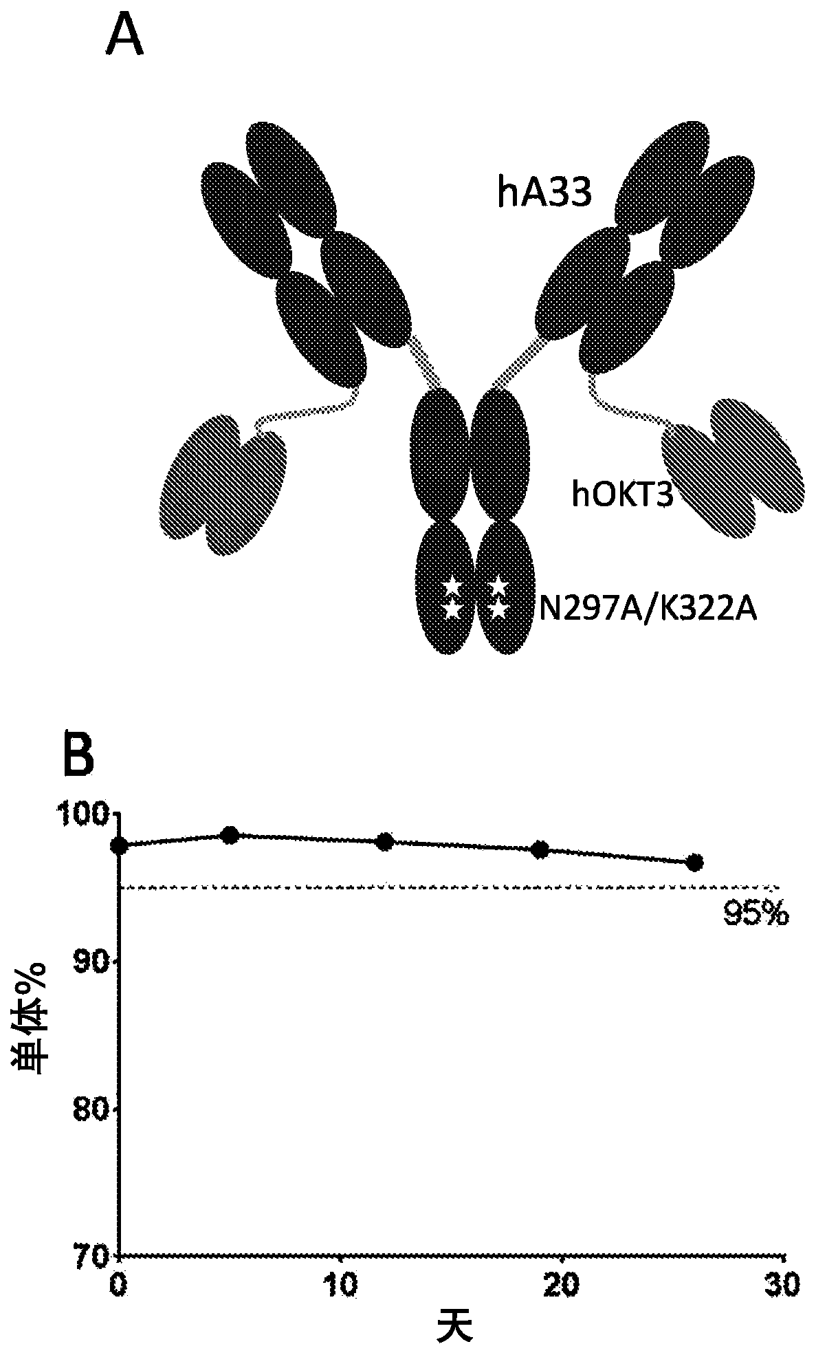 A33 antibody compositions and methods of using the same in radioimmunotherapy