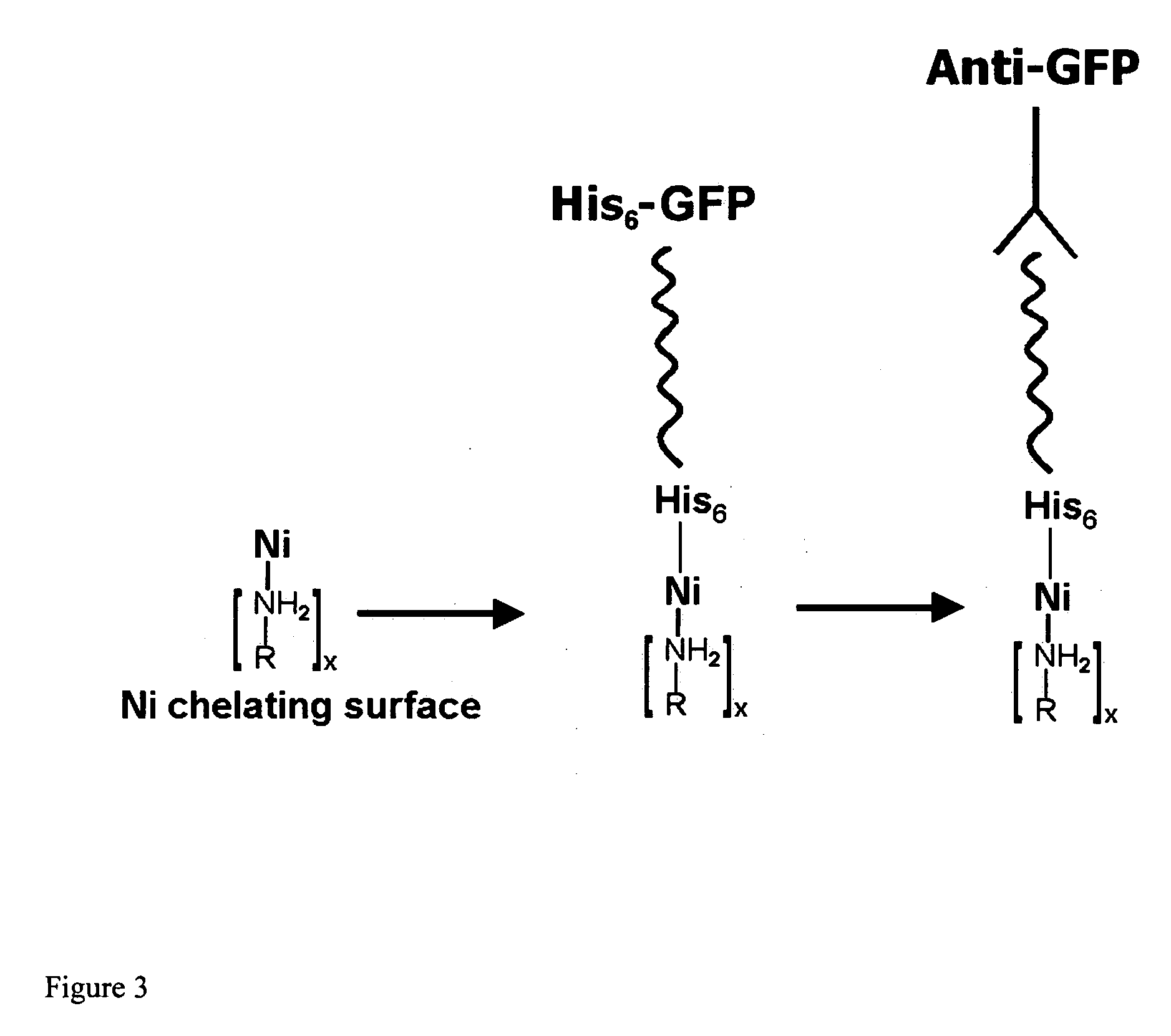 Affinity membrane for capture of a target biomolecule and formation thereof by site-directed immobilization of a capture biomolecule