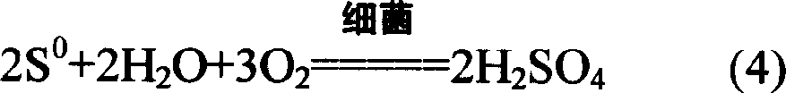 Method of leaching copper in copper containing pyrite using bacteria