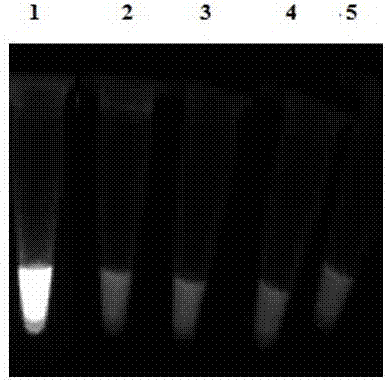 Goose astrovirus loop-mediated isothermal amplification detection primer group and kit