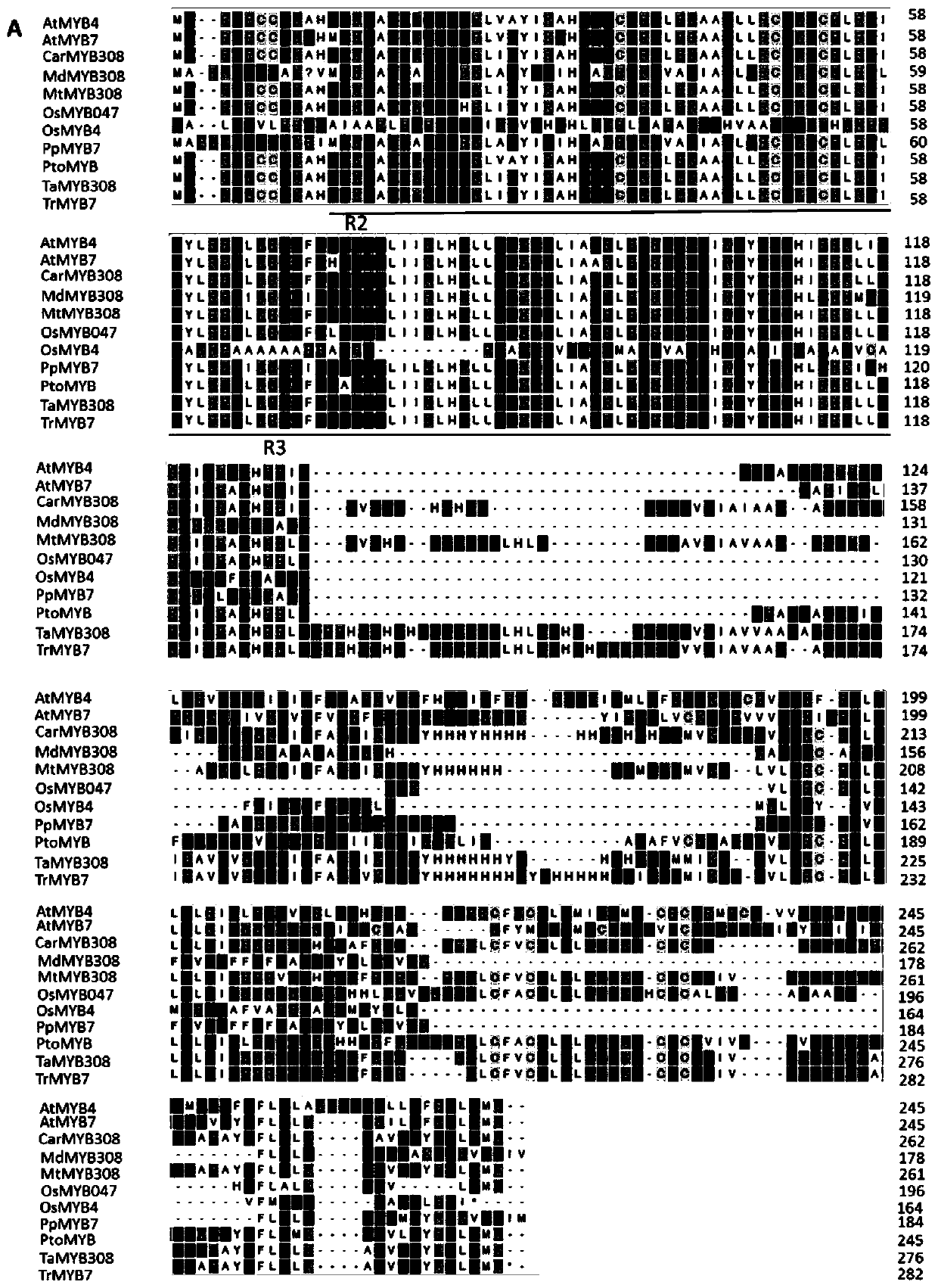 MYB transcription factor separated from purple white clove and coding gene and application thereof