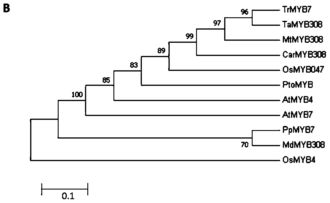 MYB transcription factor separated from purple white clove and coding gene and application thereof