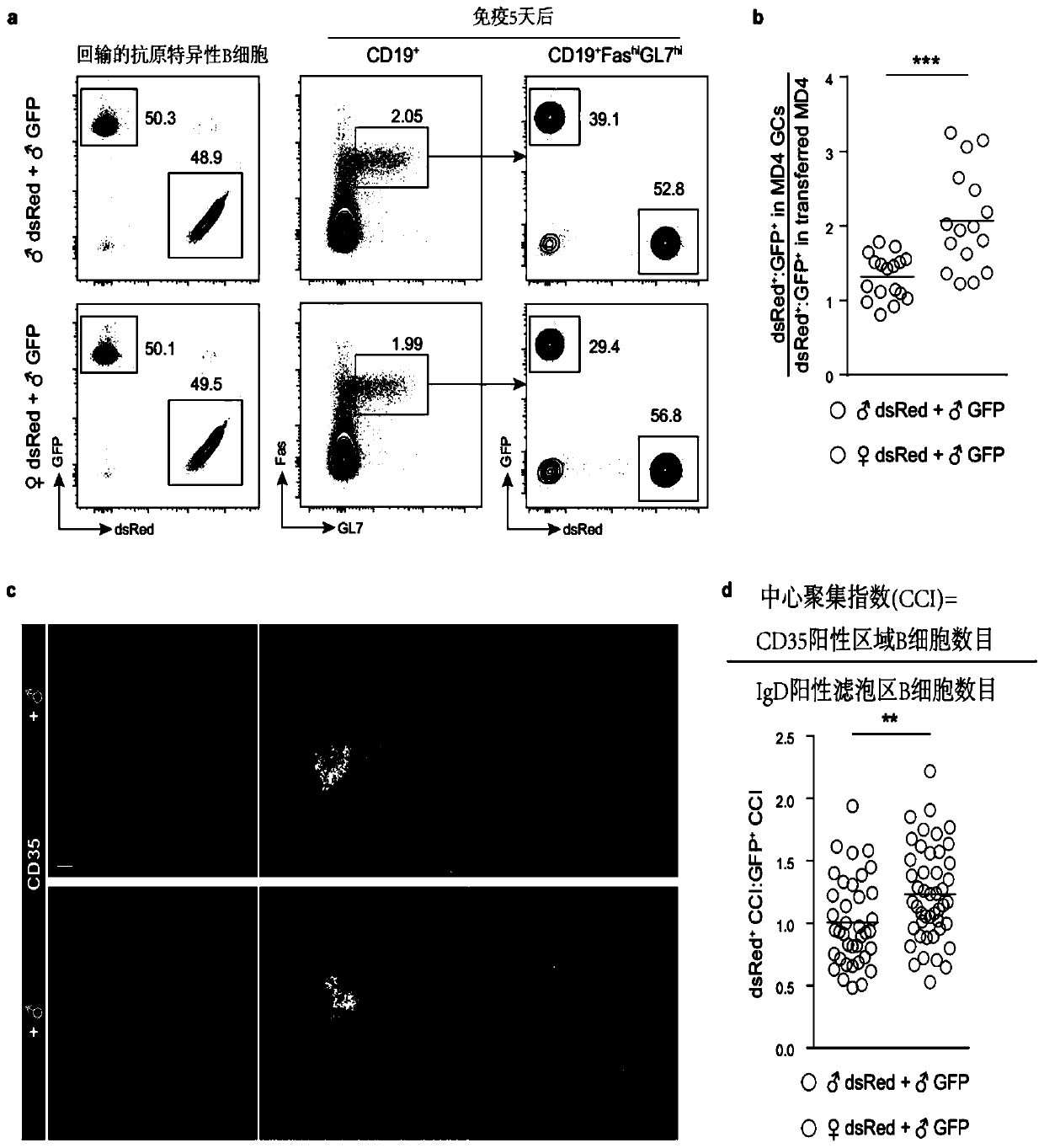 Immunology functions and purpose of GPR174