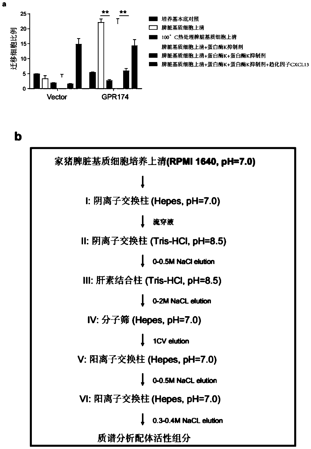 Immunology functions and purpose of GPR174