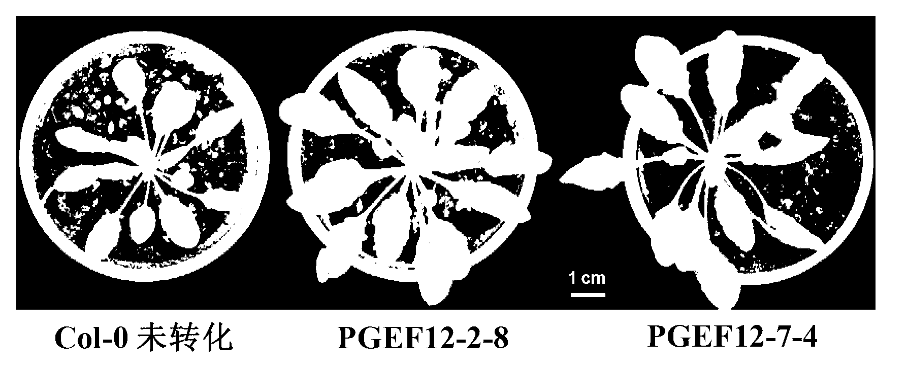 Eucalyptus PGEF12 gene as well as plant expression vector thereof, host cell thereof and application thereof