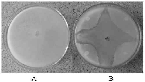 Bacillus subtilis strain NH-6 and application thereof