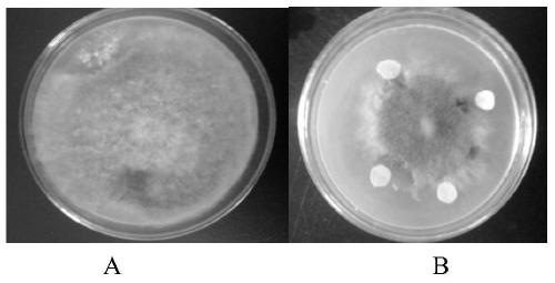 Bacillus subtilis strain NH-6 and application thereof