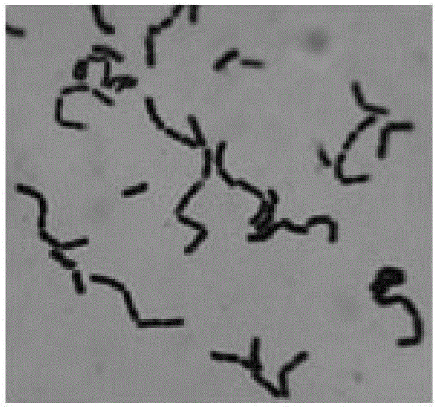 Method used for preparing algae particle potassium fertilizer via compound microorganism fermentation