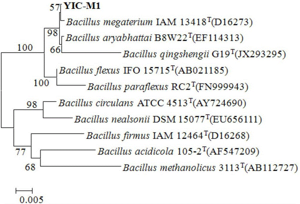 Method used for preparing algae particle potassium fertilizer via compound microorganism fermentation